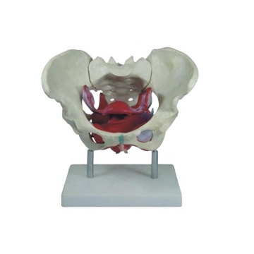 SC-A1037 Pelvic Floor Muscle Female Pelvis Model: Advanced PVC Teaching Manikin