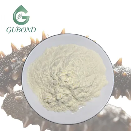 Sea Cucumber Extract Powder for Dietary Supplements