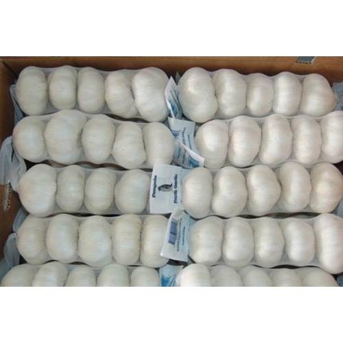 Regelmatige export voor Fresh Pure White Garlic