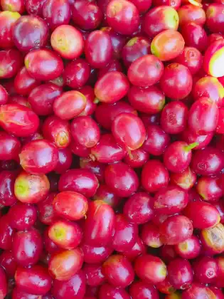 Hali Robusta Green Beans