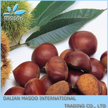Best Fresh Chestnut For Sale Big Size Chinese frozen peeled chestnut and fresh chestnut in shell for sale