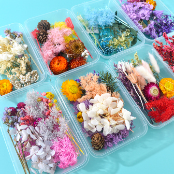 Intodiy Hot Sell Dry Blumen für DIY -Epoxidharzhandwerk gepresst