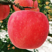 Empaque 12 manzanas rojas de selenio