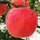 Pack 12 red selenium apples