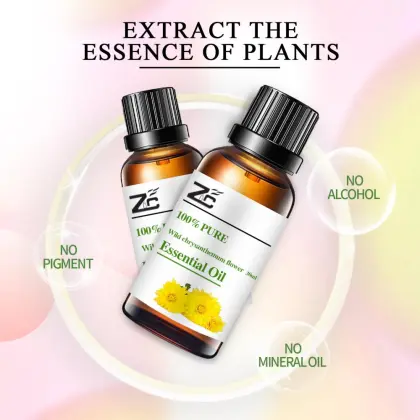 Wild chrysanthemum flower essential oil