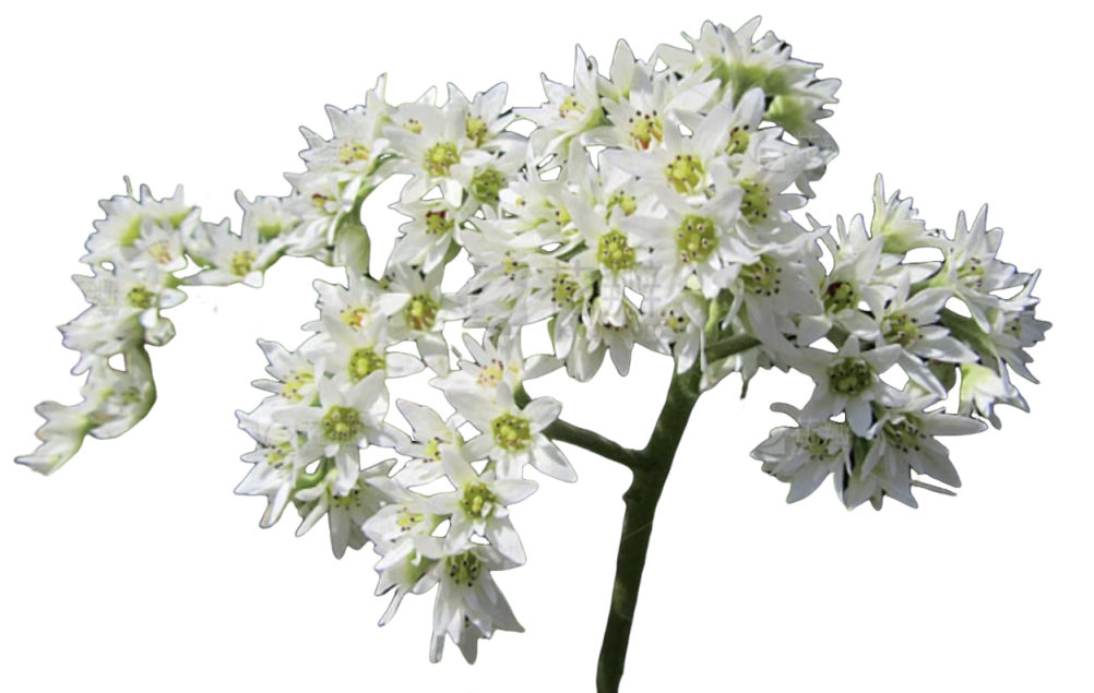 Natural Luteolin Extract Powder