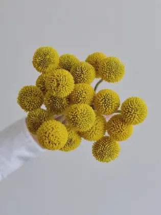 Wholesale Fresh Golden Billy Buttons Cut Flowers