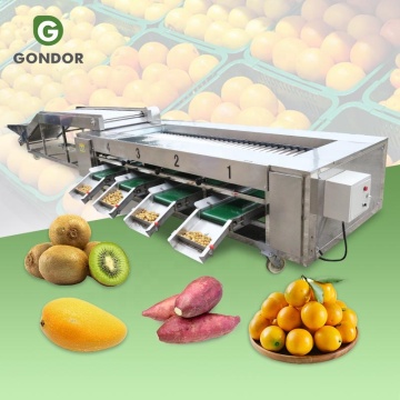 Lintasan Naga Industri Buah Kering Olive Peach ARECA Nut Nut Cuci dan Mesin Penyortiran