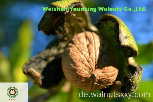 Beliebt unter den Veteranenkäufern Walnusskerne