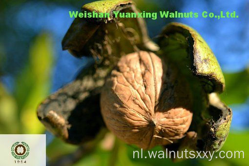 Populair onder de veteraan -kopers Walnut Kernels