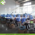 Approvisionnement d&#39;usine fruits sain Ballas De Goji Berry