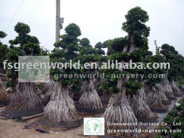 Ficus microcarpa big root and stump shape