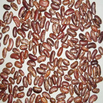 Purple Light Speckled Kidney Beans