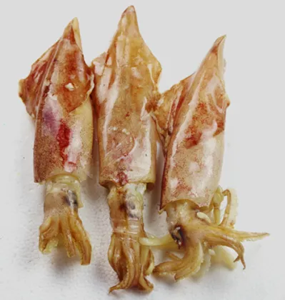 Whole Round Sea Frozen Loligo Squid