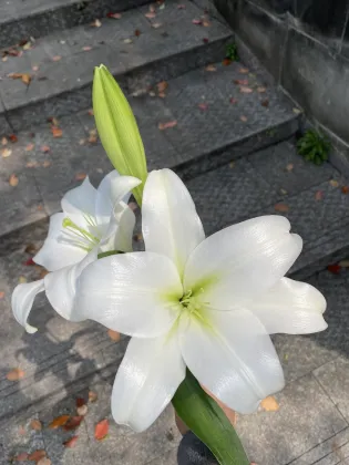 White Trumpet Easter Lily