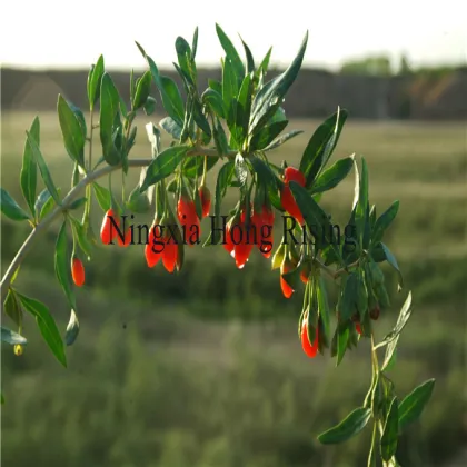 Nature Goji Berries Wolfberry