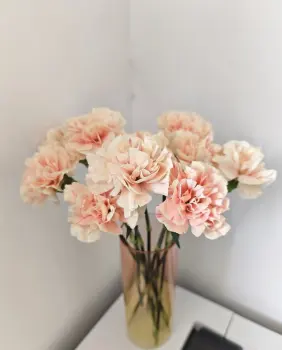 Single-headed Carnation first kiss