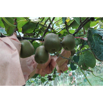 Kiwi Fruit Protection Bag