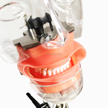 Dental Equipment and Simulator Store