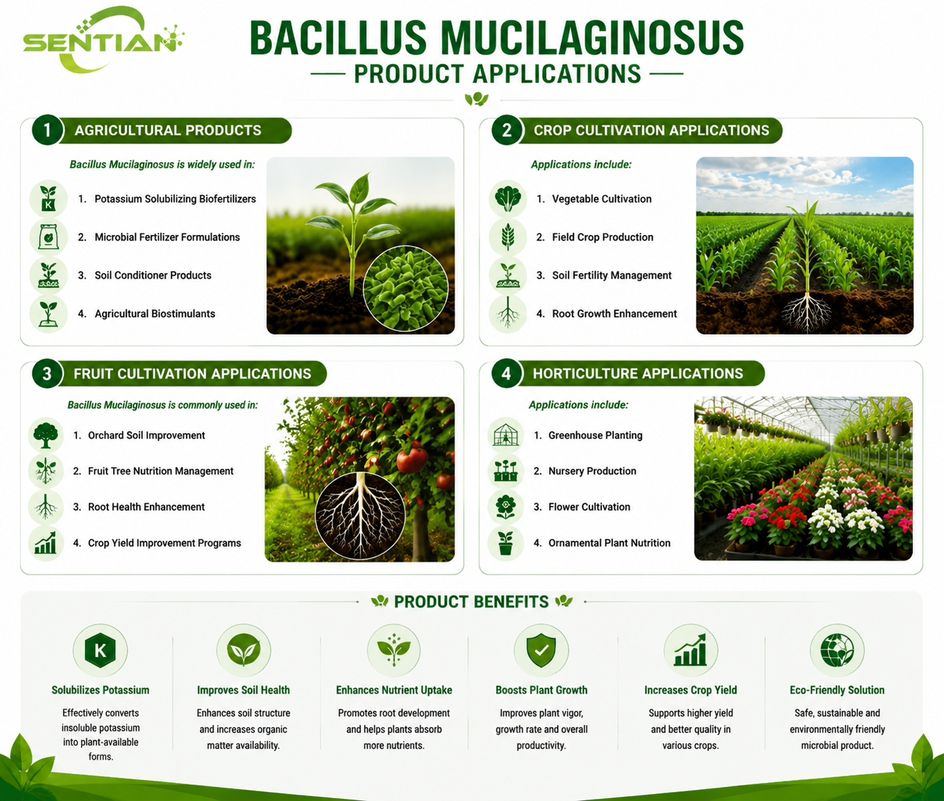 Bacillus mucilaginosus（2）