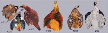 pheasant feather product
