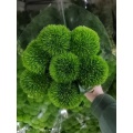 তোড়া ব্যবস্থার জন্য তাজা কাটা সবুজ কৌতুক Dianthus