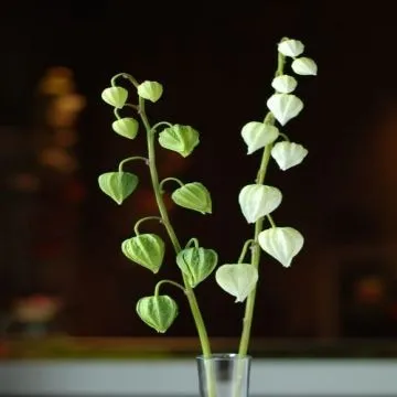 Cope Gooseberry PU Flower, Soft, Elastic and Anti-pollution