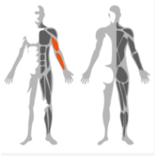 plate loaded strength fitness arm curl machine