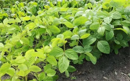 150g/L gamma cyhalothrin Trojan