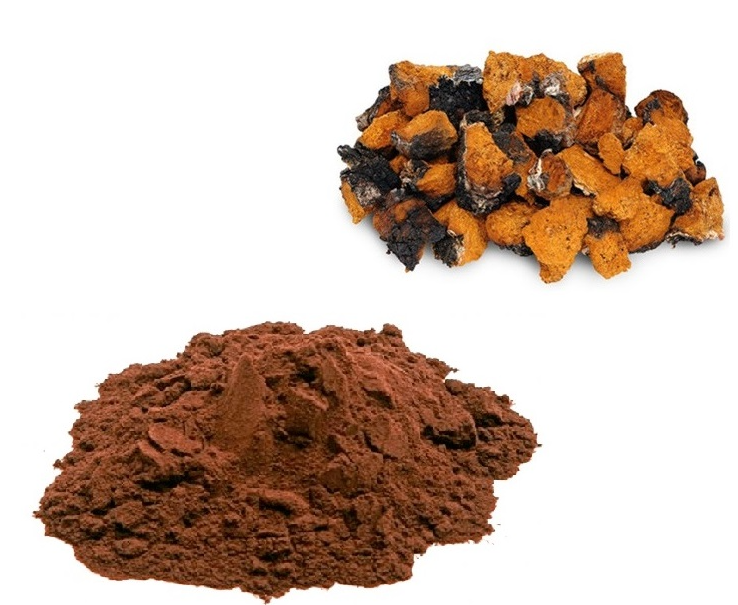 chaga mushroom extract