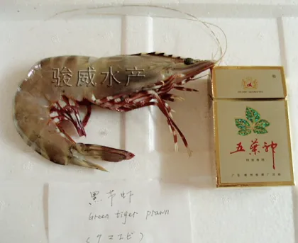 frozen green tiger prawn