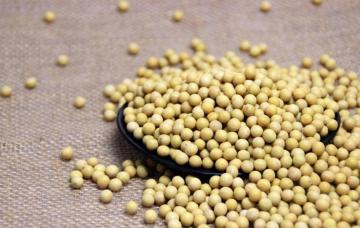 Chinese Fresh Soy bean