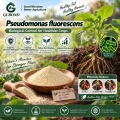 مسحوق بروبيوتيك Pseudomonas Fluorescens للتطبيقات الزراعية