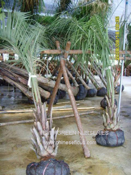Butia capitata