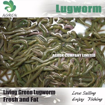 Green Living Lugworm