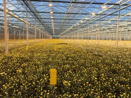 Plant LED Supplemental Lighting System