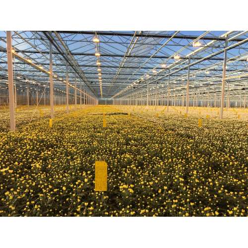 Plant LED Supplemental Lighting System