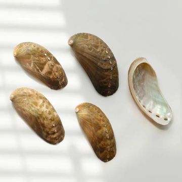 Small Paua Shell (Abalone Shell) - Water Cleaned Raw Material
