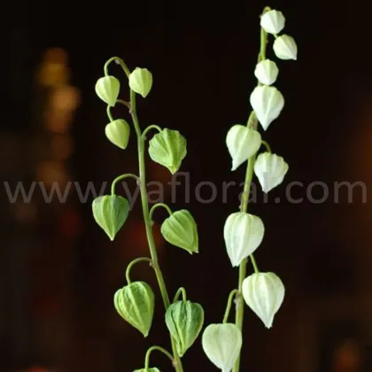 Wholesale artificial flower PU real touch cape gooseberry indian gooseberry for wedding decoration