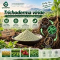 Trichoderma viride Microbial Powder لإدارة التربة والجذور