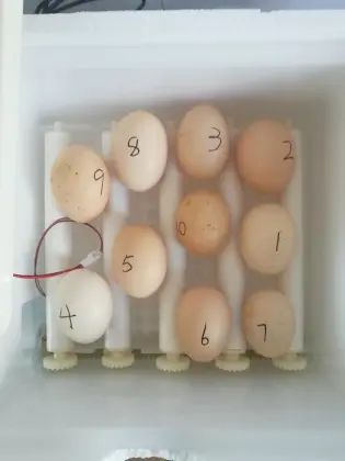 Chicken Farms and Egg Hatchery Equipment: Incubators for Sale