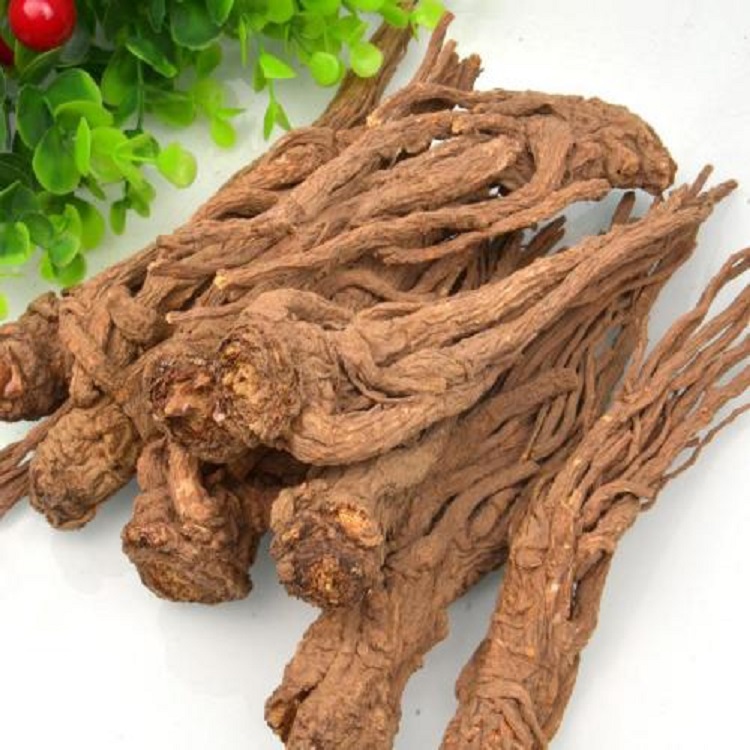 Medicinal value and health benefits of angelica extract