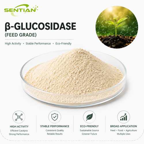 High Activity Beta Glucosidase Enzyme Powder