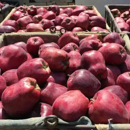 new crop huaniu apples