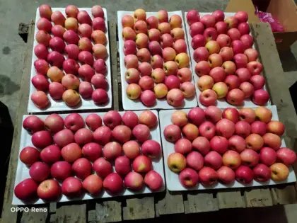 Yantai Fresh Fuji Apple
