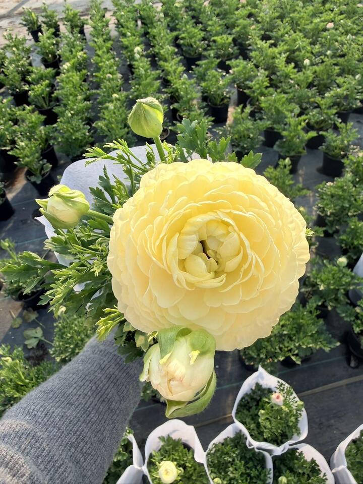 Yellow Ranunculus