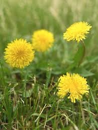 Dandelion Extract (3)