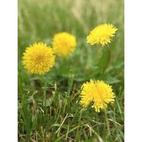 Herbal Extract Dandelion Extract Powder