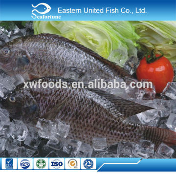 new arrival wholesale health red and black tilapia