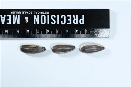 sunflower seeds
